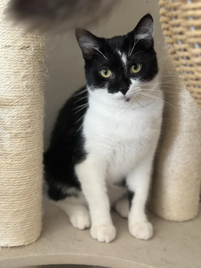 A young medium-sized female Black & White / Tuxedo Tuxedo cat named Nova for adoption in Greensburg, PA