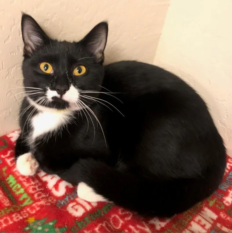 A senior large-sized female Black Domestic Short Hair cat named Tiffany for adoption in Tempe, AZ