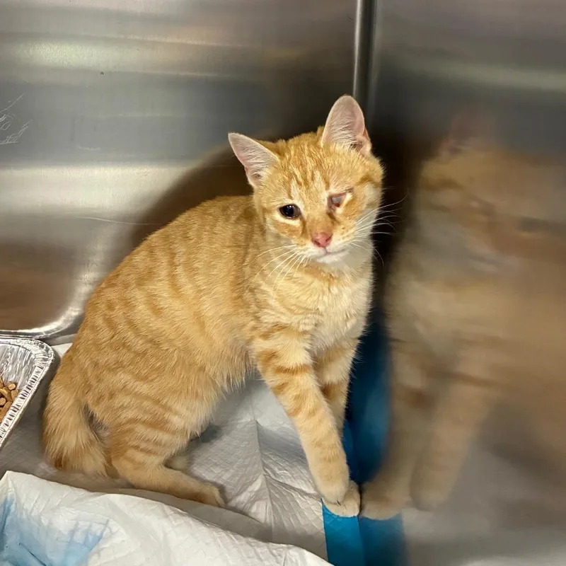 An adult small-sized female Orange / Red Domestic Short Hair cat named Sunny D for adoption in Greensboro, NC
