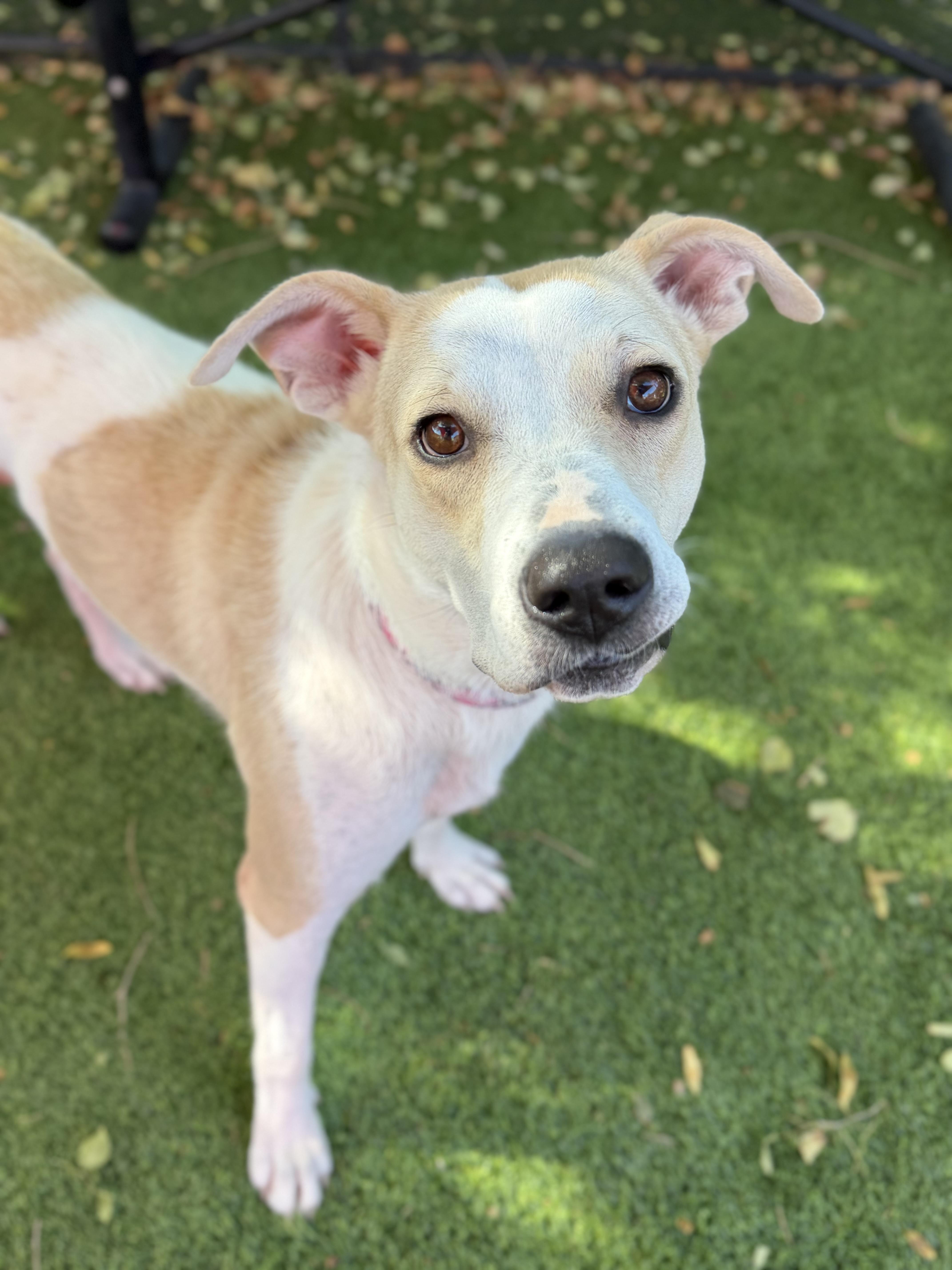 An adult medium-sized female Labrador Retriever dog named Penny for adoption in Glendale, AZ