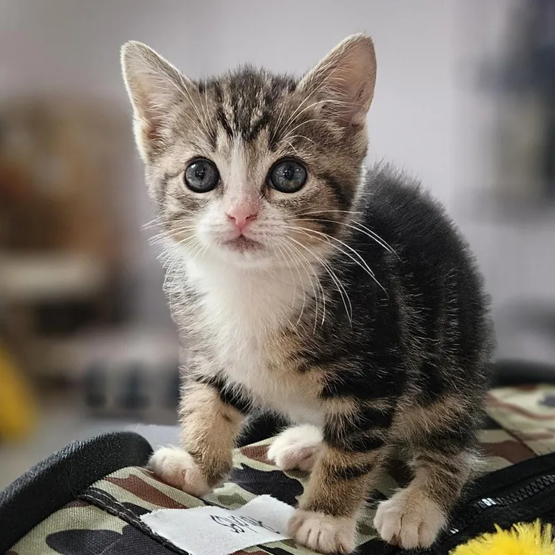 A baby small-sized female Gray & White Domestic Short Hair cat named Peaches for adoption in Endicott, NY