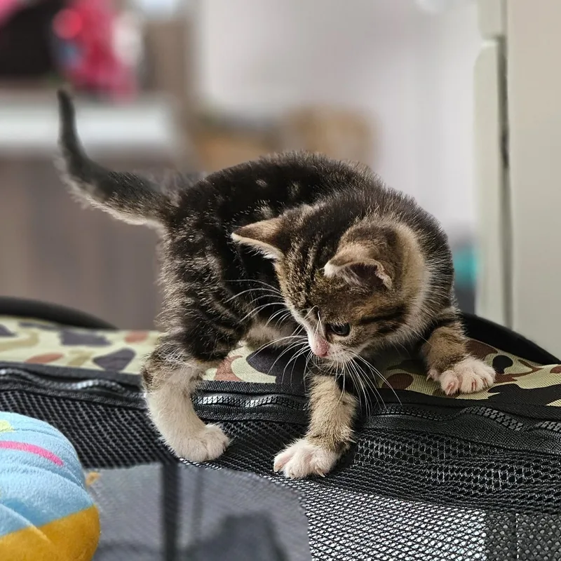 Peaches thumbnail 5