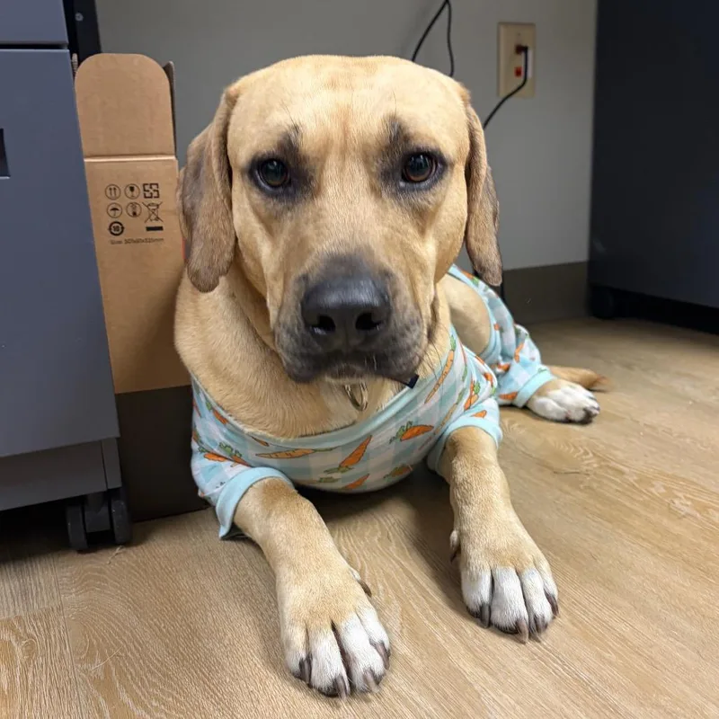 An adult large-sized male Yellow / Tan / Blond / Fawn Mixed Breed dog named Marmaduke for adoption in Waukesha, WI