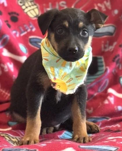 A baby medium-sized male German Shepherd Dog dog named Orange for adoption in Madison, NJ
