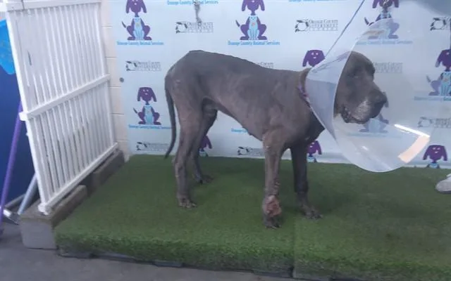 A young extra large-sized male Great Dane dog named Saul for adoption in Orlando, FL