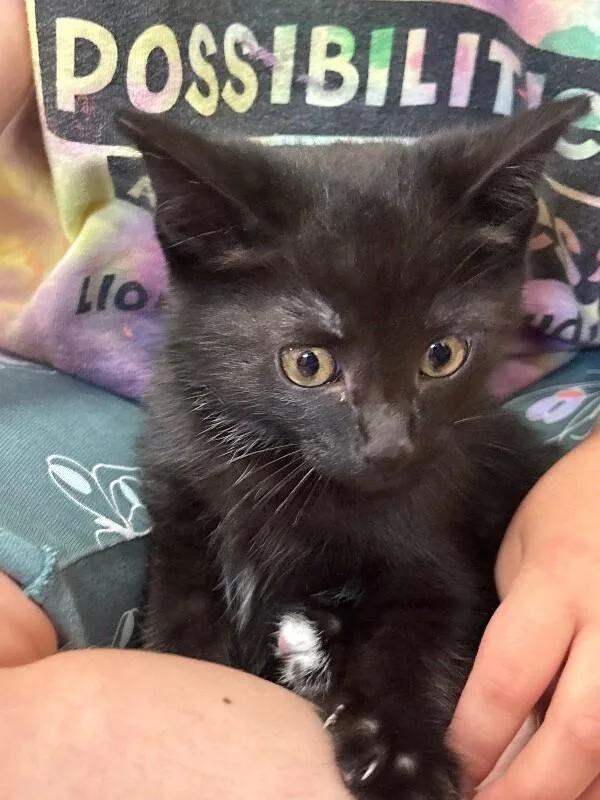 A young medium-sized male Black Domestic Short Hair cat named Tip for adoption in Grand Rapids, MI