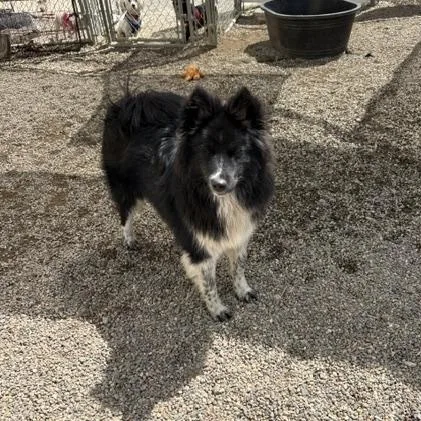 A young medium-sized male Black Mixed Breed dog named Oreo for adoption in Turners Falls, MA
