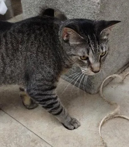 An adult medium-sized female Domestic Short Hair cat named Julie  cat room for adoption in Oakland Park, FL