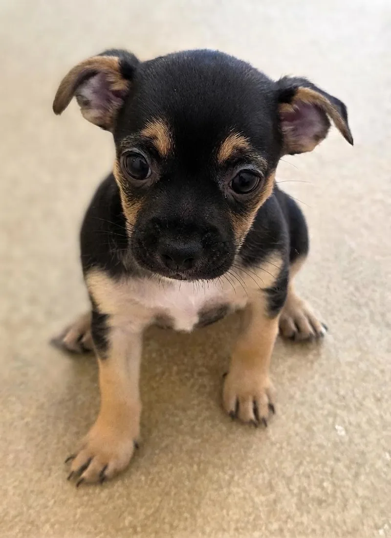 A baby small-sized female Tricolor (Brown, Black, & White) Chihuahua dog named Lady for adoption in Boca Raton, FL