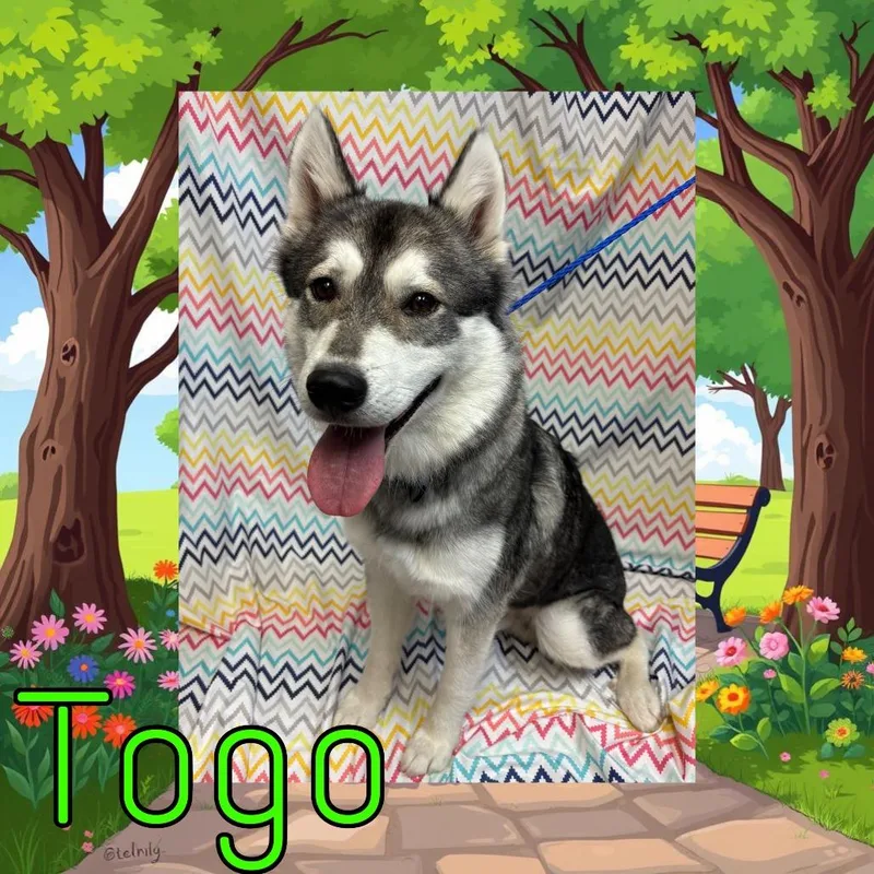 Togo thumbnail 2