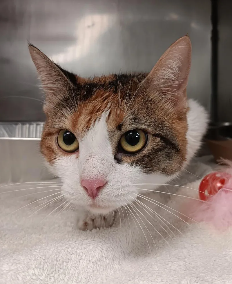 A young medium-sized female Domestic Short Hair cat named Ariel for adoption in New Braunfels, TX