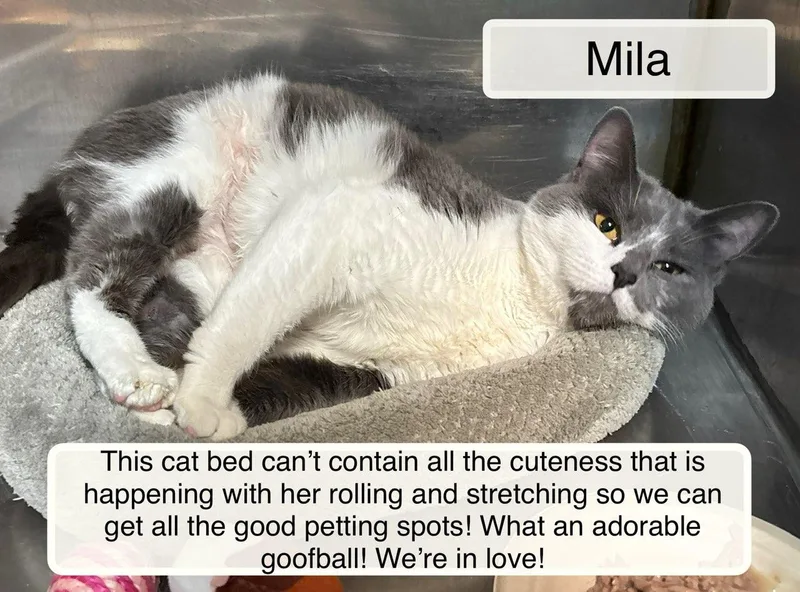 Mila thumbnail 2