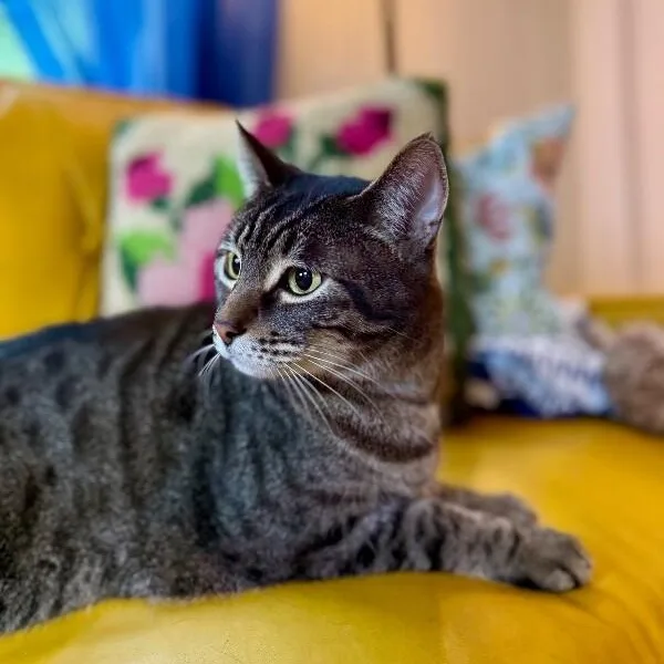 An adult medium-sized male Brown / Chocolate Tabby cat named Tiger Gonzalez for adoption in Friendswood, TX