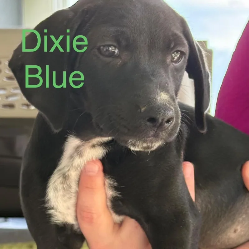 A baby small-sized female Black Mixed Breed dog named Dixie Blue for adoption in Allentown, PA