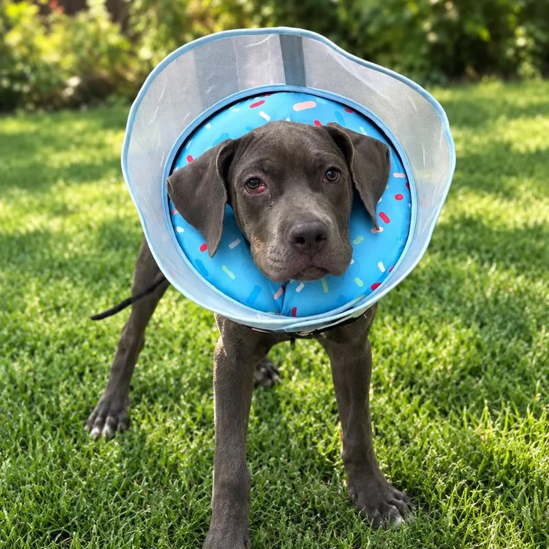 A young medium-sized female Cane Corso dog named Pearl Girl for adoption in Henderson, NV