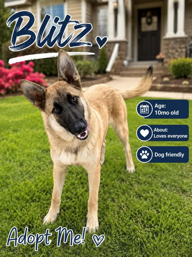 Blitz thumbnail 2