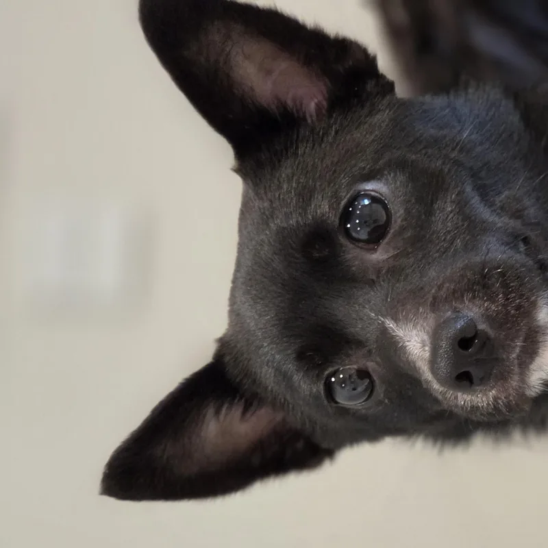 A young small-sized male Black Mixed Breed dog named Garrick for adoption in Evanston, IL