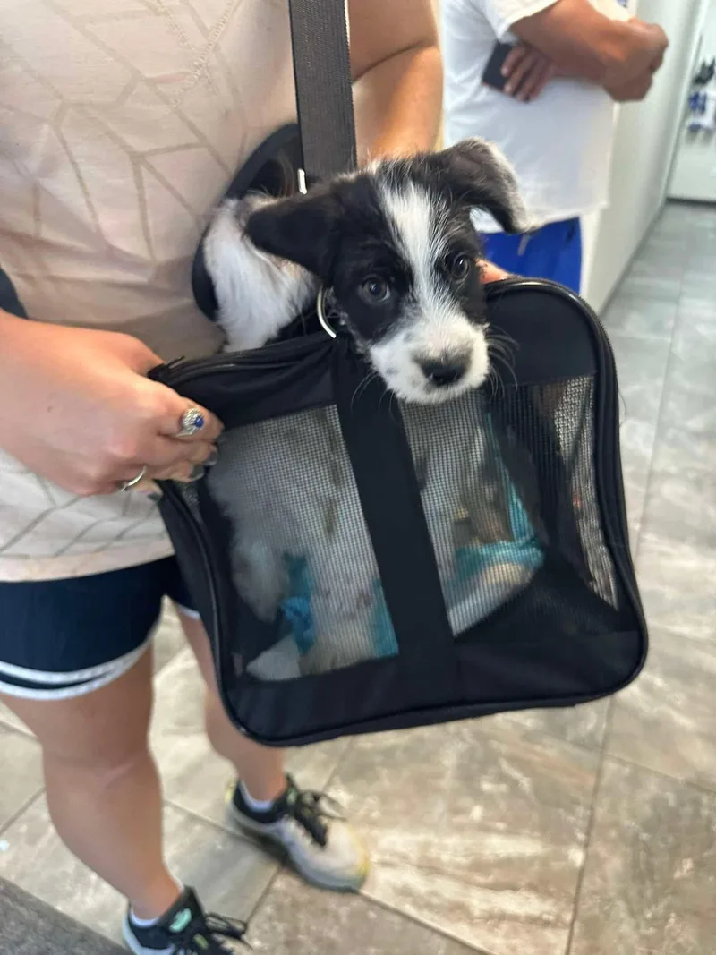 A baby small-sized male Mixed Breed dog named Aspen for adoption in Melbourne , FL