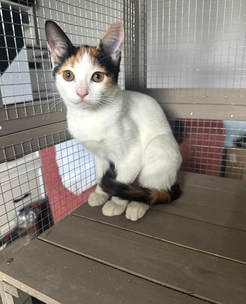 A baby small-sized female Orange & White Domestic Short Hair cat named Rally for adoption in Hudson, NH