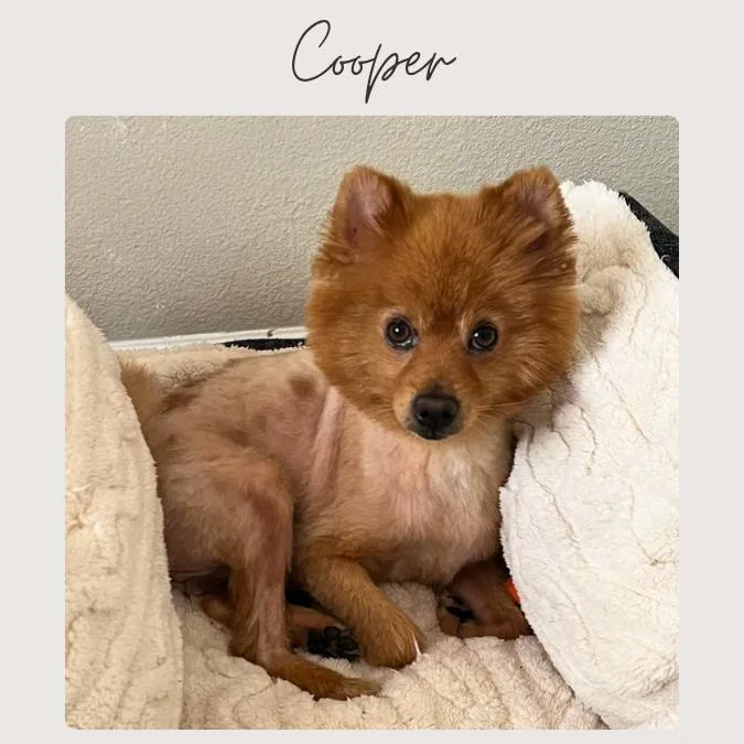 Cooper thumbnail 4