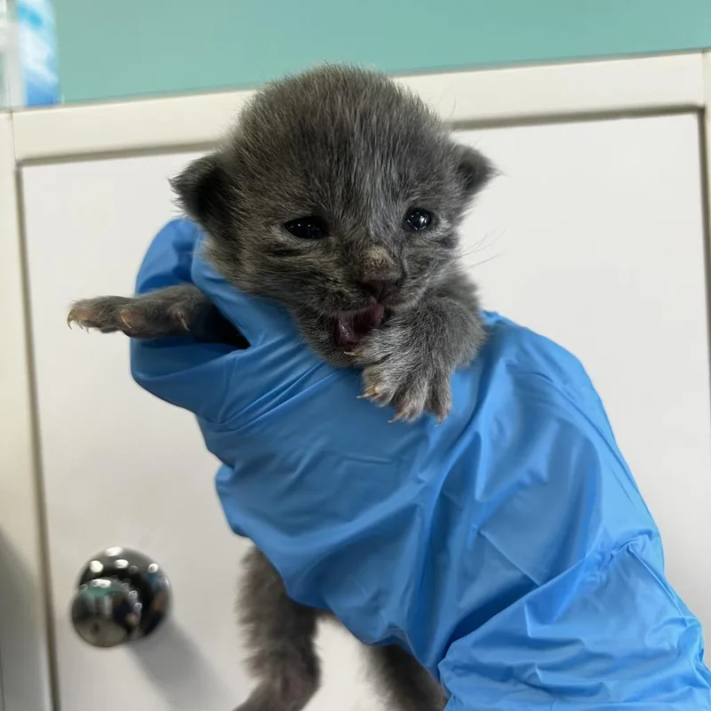 A baby small-sized male Gray / Blue / Silver Domestic Short Hair cat named Ron for adoption in Houston, TX