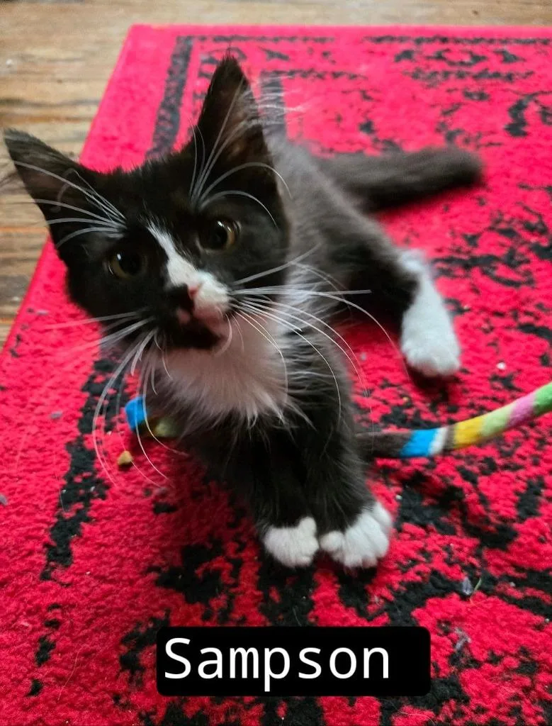 A baby medium-sized male Tuxedo cat named Sampson for adoption in Johnson City, TN