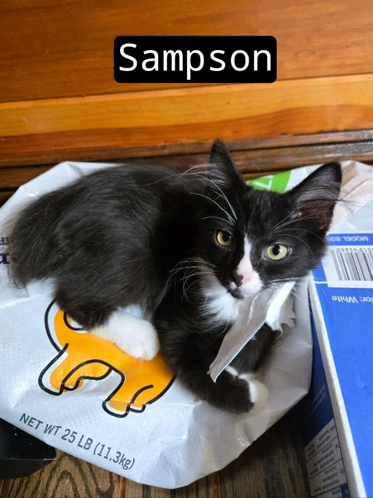 Sampson thumbnail 3