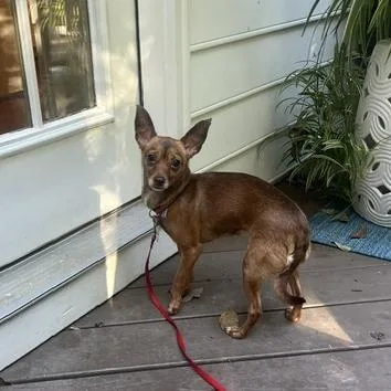 An adult small-sized female Chihuahua dog named Esther for adoption in Wake Forest, NC