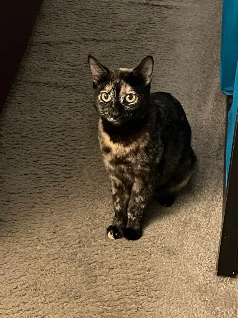 A young medium-sized female Domestic Short Hair cat named Niosa for adoption in San Antonio, TX