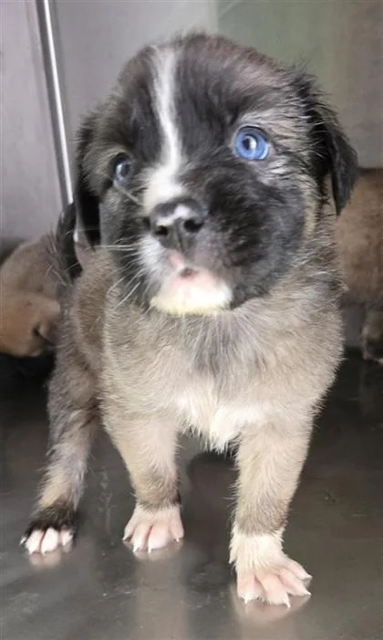 A baby large-sized male Yellow / Tan / Blond / Fawn Mixed Breed dog named 60780584 for adoption in El Paso, TX