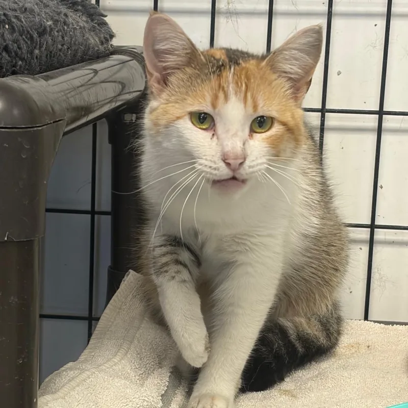 An adult medium-sized female White Domestic Short Hair cat named Pebbles for adoption in Carroll, IA