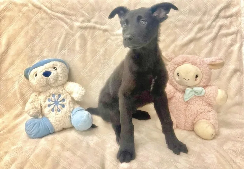 A young medium-sized male Black Belgian Shepherd / Malinois dog named Metformin for adoption in Miami, FL
