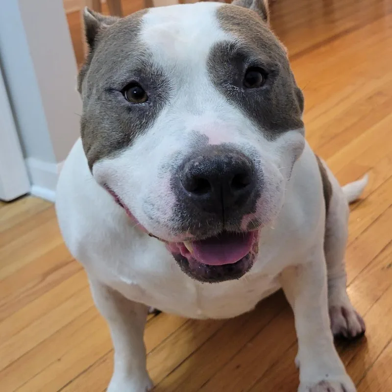 A senior small-sized female Brown / Chocolate Pit Bull Terrier dog named Brooklyn  Home to for adoption in South Elgin, IL