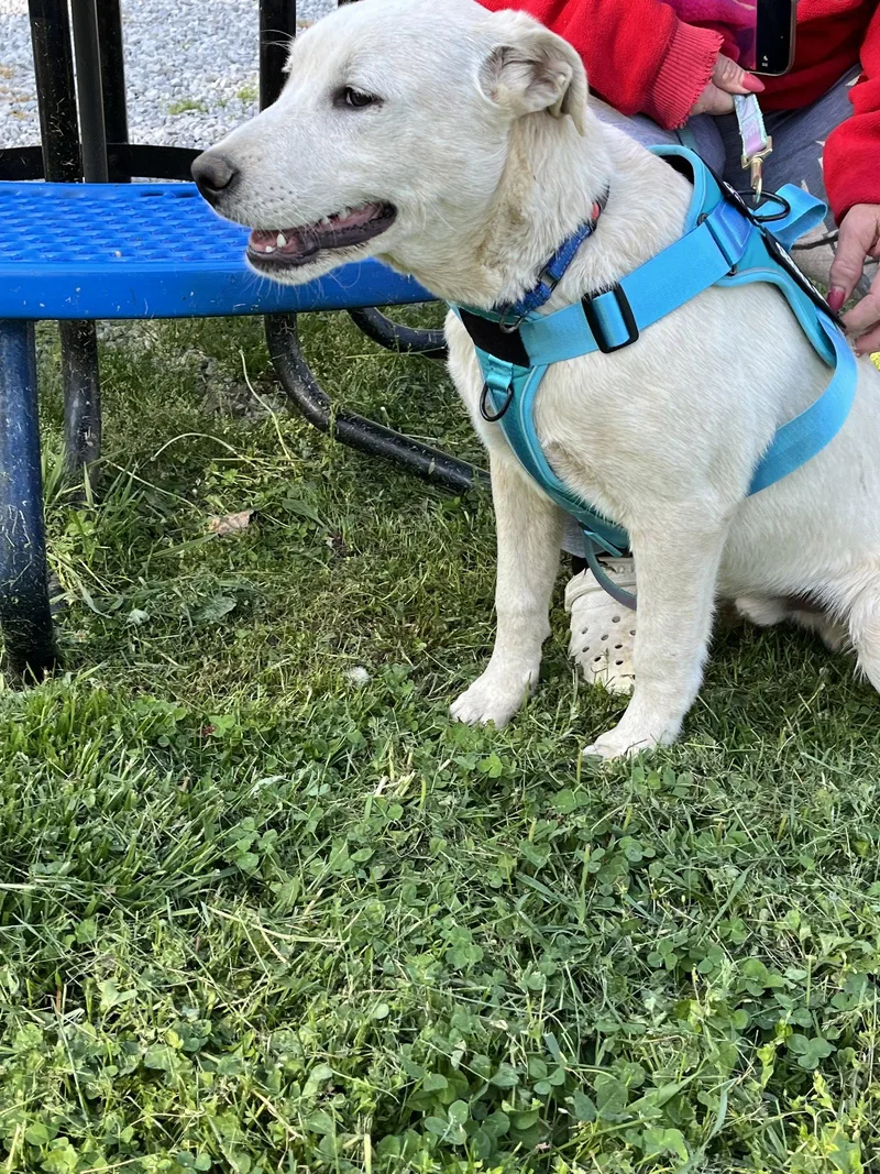A young medium-sized male Australian Cattle Dog / Blue Heeler dog named Andrew for adoption in Londonderry, NH