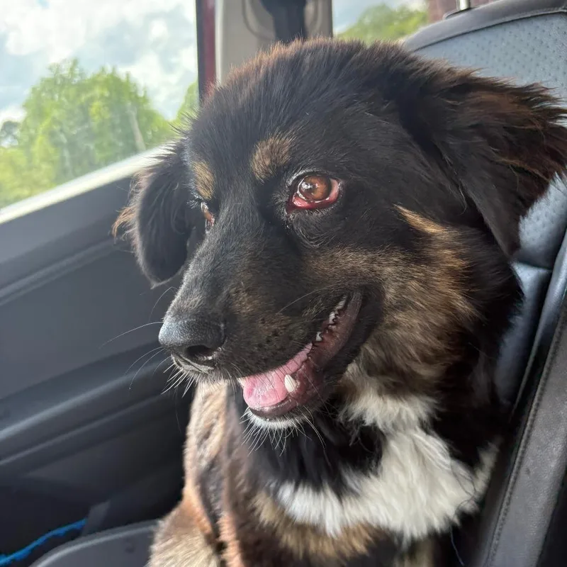 A young medium-sized female Black Australian Shepherd dog named Aussie  U for adoption in Tupelo, MS