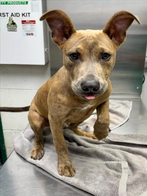 A baby small-sized female Pit Bull Terrier dog named Honey for adoption in Woodland, CA