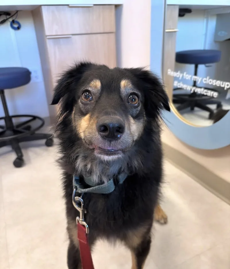 An adult medium-sized male Border Collie dog named Basilio for adoption in Palm springs, FL