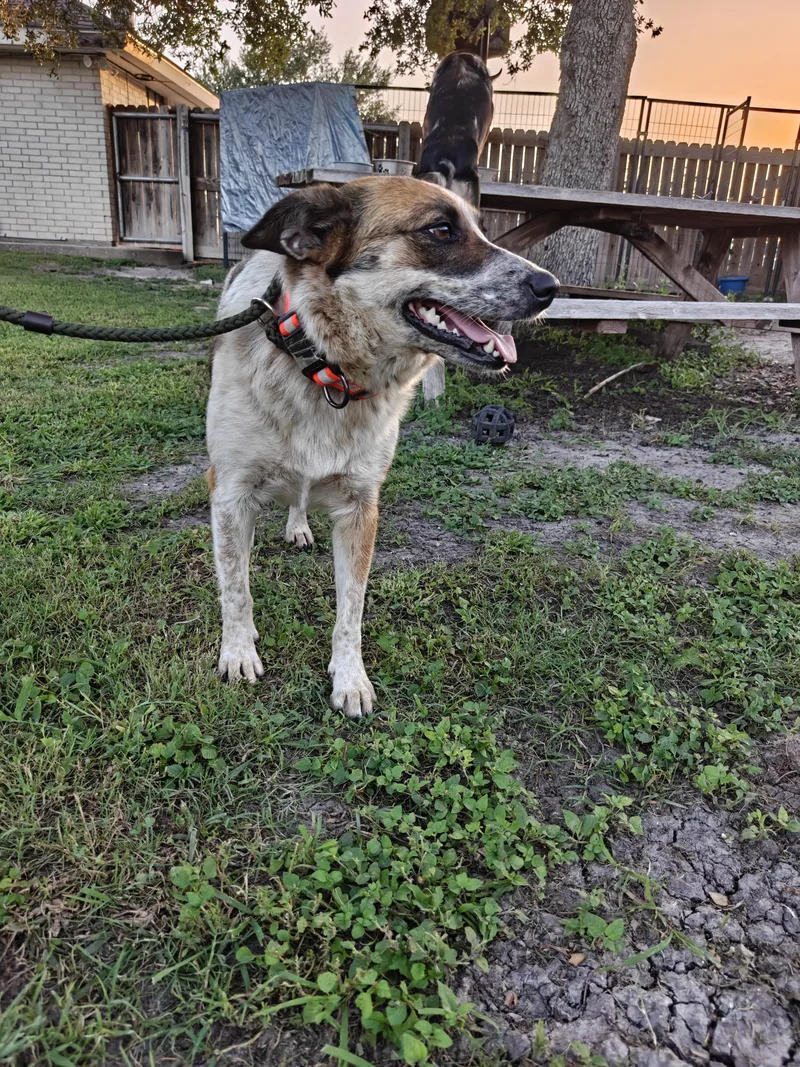 An adult medium-sized female Bicolor Australian Cattle Dog / Blue Heeler dog named Sadie for adoption in Cleveland, TX