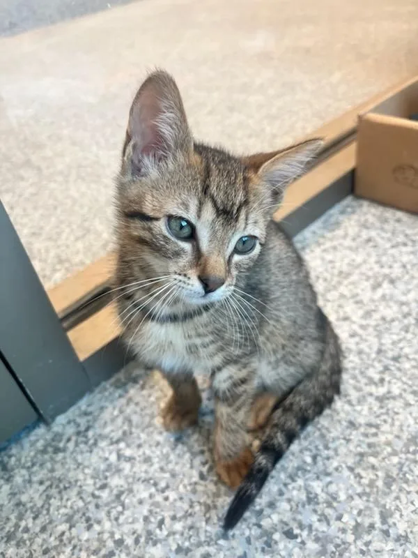 A baby small-sized female Domestic Short Hair cat named Mabel for adoption in Manassas, VA