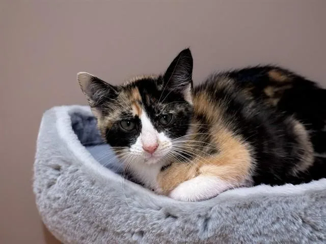 A baby medium-sized female Domestic Short Hair cat named Sharron for adoption in Fort Lauderdale, FL
