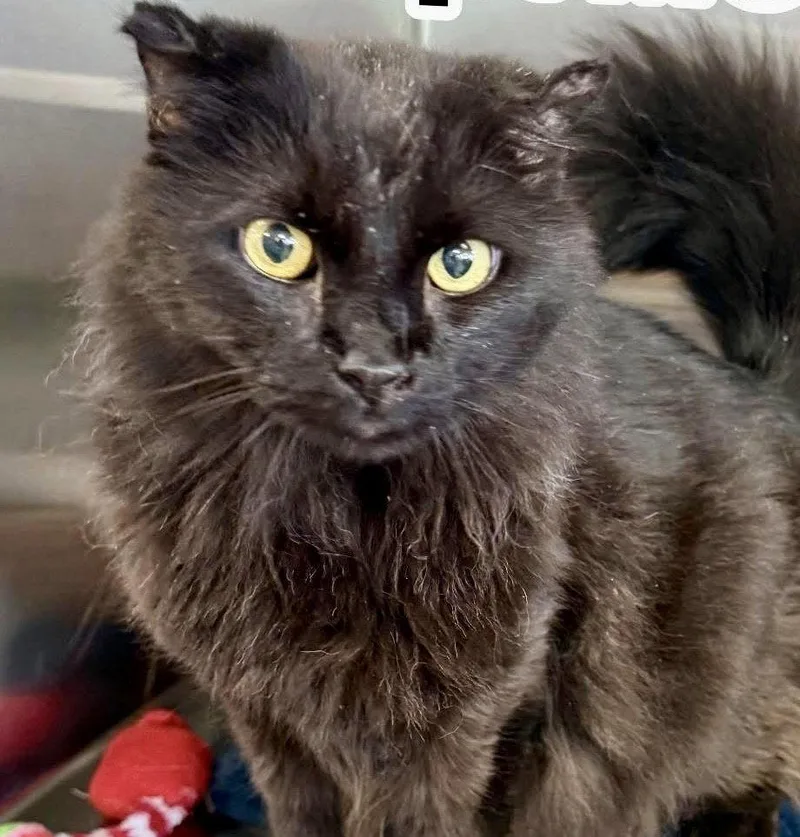 An adult medium-sized male Black Domestic Long Hair cat named Mooch for adoption in Bolivia, NC