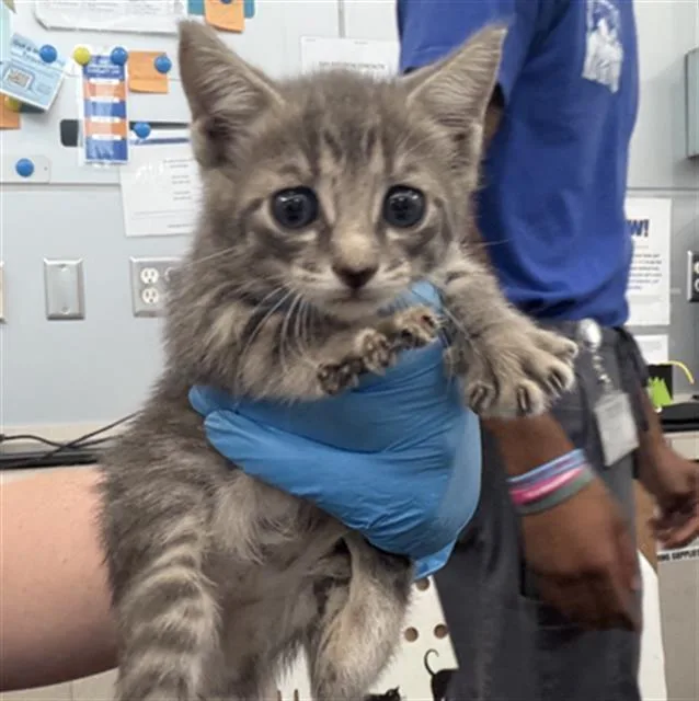 A baby medium-sized female Domestic Short Hair cat named Kira for adoption in Dallas, TX