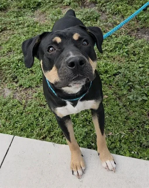 A young large-sized male American Staffordshire Terrier dog named Wonton for adoption in Fort Lauderdale, FL