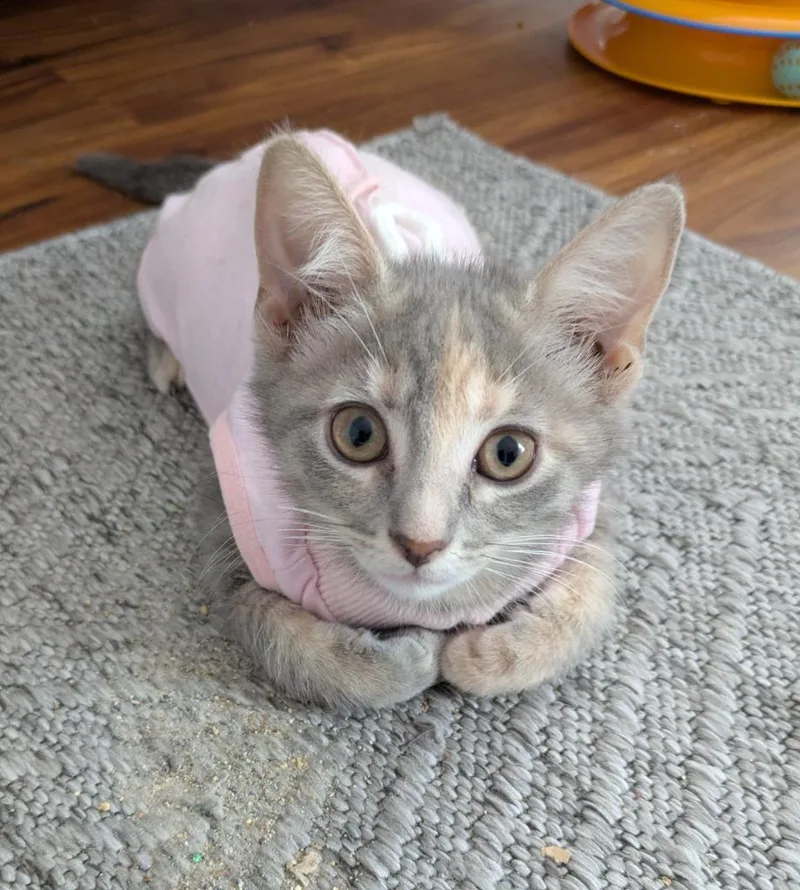A baby medium-sized female Domestic Short Hair cat named Tempura for adoption in Youngsville, NC