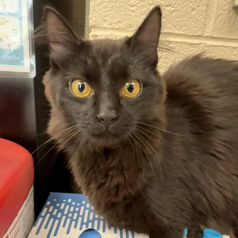 An adult medium-sized female Black Domestic Long Hair cat named Kudzu for adoption in Troy, VA