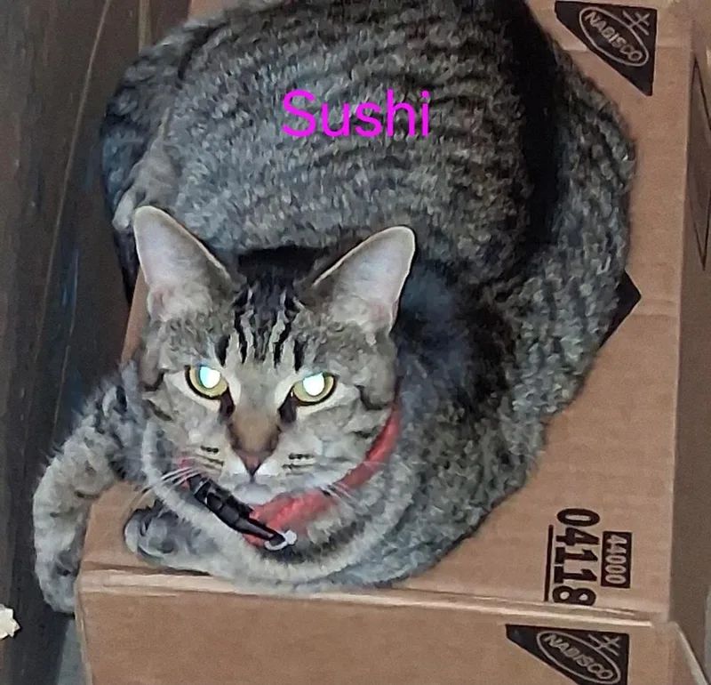 Sushi