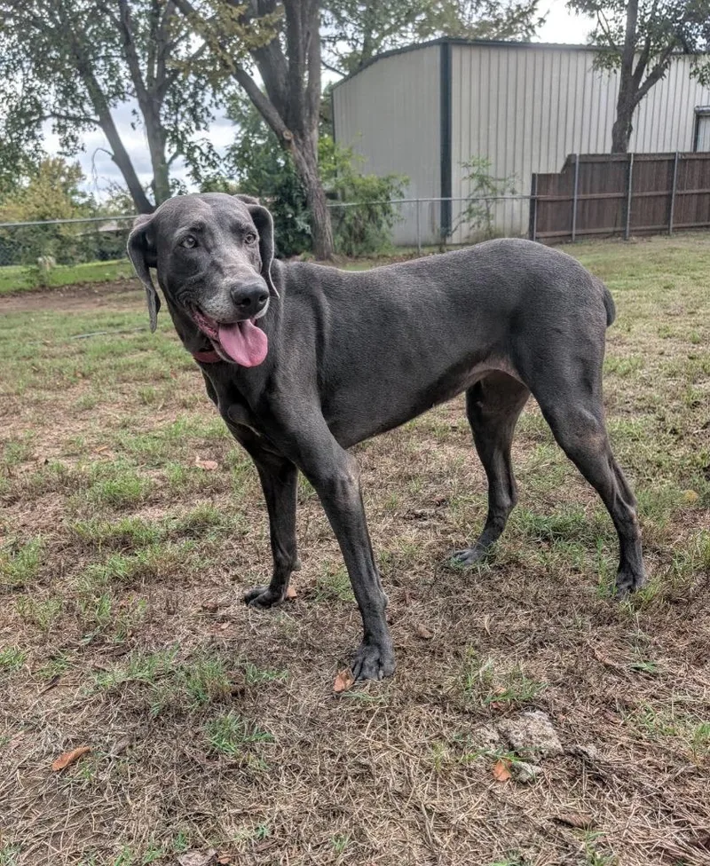 An adult medium-sized female Weimaraner dog named Grace for adoption in Arlington, TX