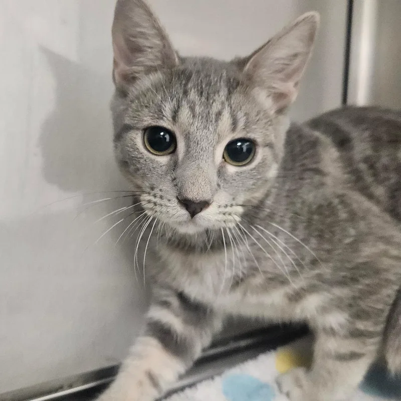 A baby small-sized female Gray / Blue / Silver Domestic Short Hair cat named Nova for adoption in Grantsville, UT