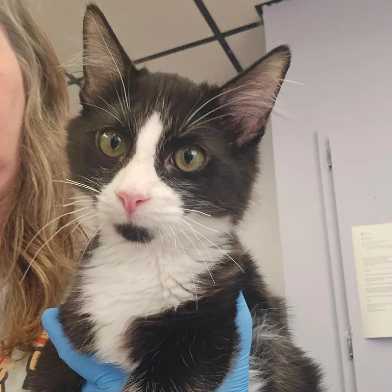 A baby small-sized male Black Domestic Short Hair cat named Tonka Truck for adoption in Spokane, WA