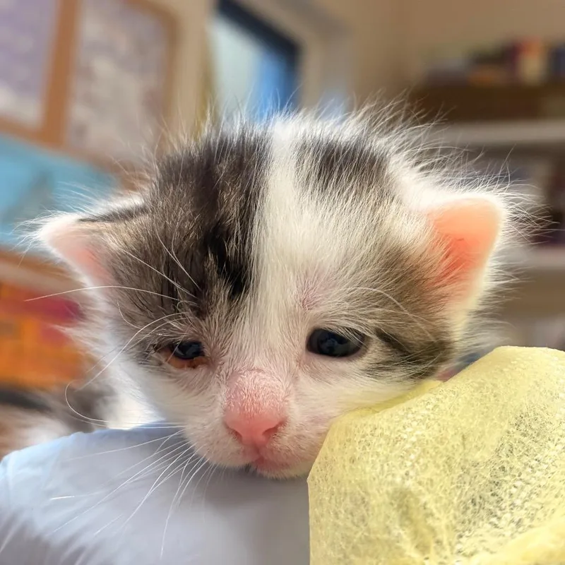 A baby small-sized female Domestic Short Hair cat named Parasol for adoption in Easton, PA